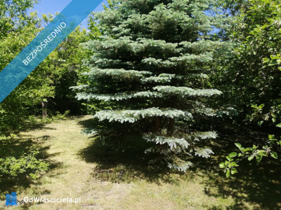 Działka ROD Żeromskiego 300 m - Bocianek  -
świętokrzyskie Zdjęcie nr 5