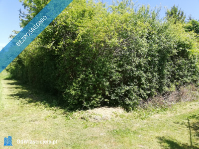 Działka ROD Żeromskiego 300 m - Bocianek  -
świętokrzyskie Zdjęcie nr 8