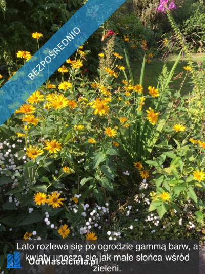 Działka rekreacyjna z domkiem w ROD Kaczeniec - Ząbki koło Warszawy - Ząbki  -
mazowieckie Zdjęcie nr 13