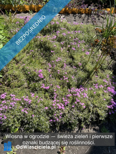 Działka rekreacyjna z domkiem w ROD Kaczeniec - Ząbki koło Warszawy - Ząbki  -
mazowieckie Zdjęcie nr 4