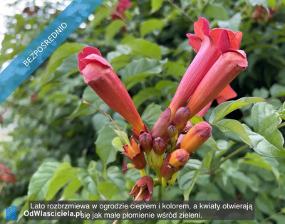 Działka rekreacyjna z domkiem w ROD Kaczeniec - Ząbki koło Warszawy - Ząbki  -
mazowieckie Zdjęcie nr 8