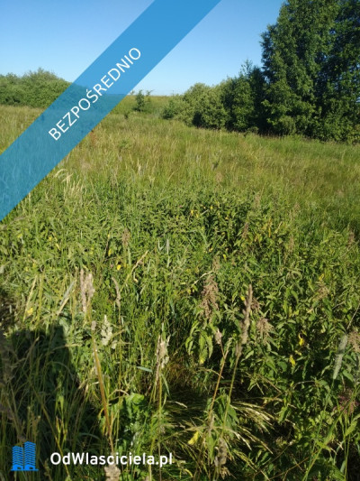 sprzedam   działkę z  bajorkiem  i   na działce rurociąg  wodny - Jesionowo  -
warmińsko-mazurskie Zdjęcie nr 4