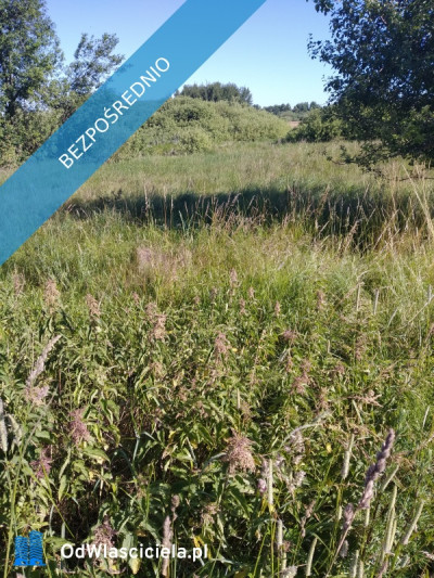 sprzedam   działkę z  bajorkiem  i   na działce rurociąg  wodny - Jesionowo  -
warmińsko-mazurskie Zdjęcie nr 6