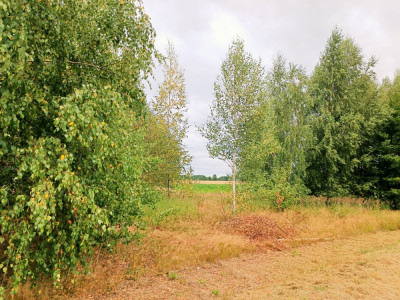 Sprzedam działkę siedliskową w Boguszkowie pow kozienicki -    -
mazowieckie Zdjęcie nr 2