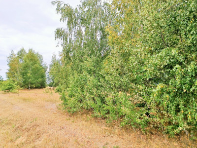 Sprzedam działkę siedliskową w Boguszkowie pow kozienicki -    -
mazowieckie Zdjęcie nr 8