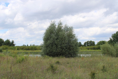 Na sprzedaż działka rolna - Sierosław -
wielkopolskie Zdjęcie nr 12