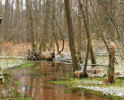 Na sprzedaż działka rolna - Tychowo -
zachodniopomorskie Zdjęcie nr 4