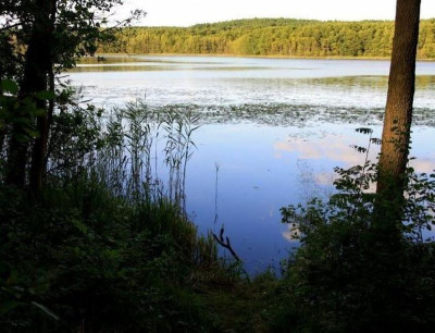 Na sprzedaż działka budowlana - Pszczew -
lubuskie Zdjęcie nr 4