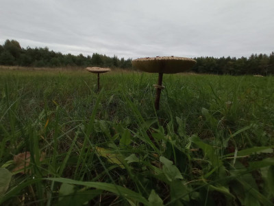 Na sprzedaż działka budowlana - Koźle -
wielkopolskie Zdjęcie nr 5