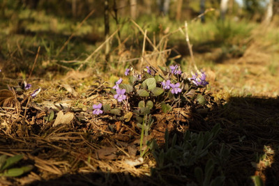 Na sprzedaż działka budowlana - Nekielka -
wielkopolskie Zdjęcie nr 7