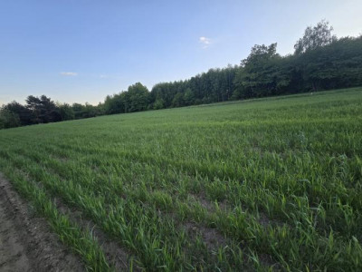 Działka budowlana - Najdziszów  -
Śląskie Zdjęcie nr 5