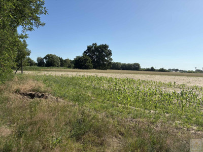 Malownicze siedlisko blisko Szamotuł - Osowo Stare  -
wielkopolskie Zdjęcie nr 11