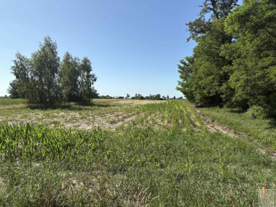 Atrakcyjna działka przy lesie Taniej nie będzie - Osowo Stare  -
wielkopolskie Zdjęcie nr 10