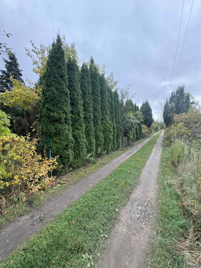 Działka ogrodnicza - Poznań  -
wielkopolskie Zdjęcie nr 6