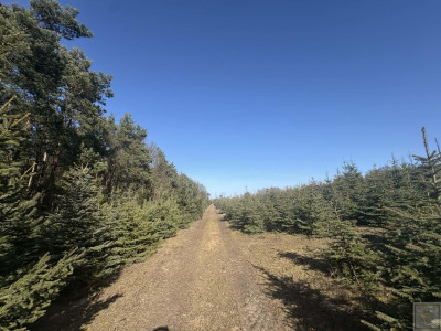 Sielski klimat Natury 2000 tylko 35 km od Poznania - Łubowice  -
wielkopolskie Zdjęcie nr 2