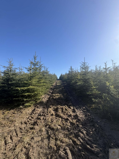 Sielski klimat Natury 2000 tylko 35 km od Poznania - Łubowice  -
wielkopolskie Zdjęcie nr 3