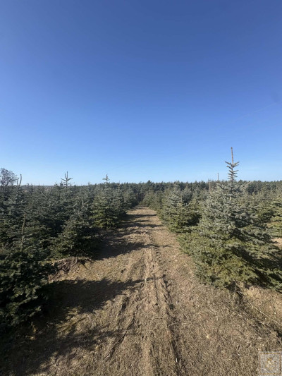 Sielski klimat Natury 2000 tylko 35 km od Poznania - Łubowice  -
wielkopolskie Zdjęcie nr 5