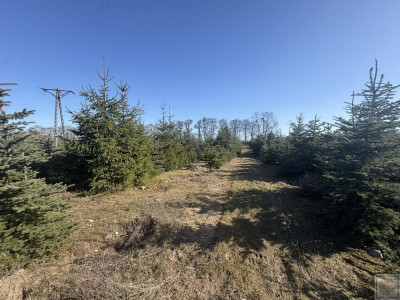 Sielski klimat Natury 2000 tylko 35 km od Poznania - Łubowice  -
wielkopolskie Zdjęcie nr 6