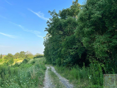 Mosina działka z warunkami zabudowy przy Wielkopolskim Parku Narodowym - Mosina  -
wielkopolskie Zdjęcie nr 2