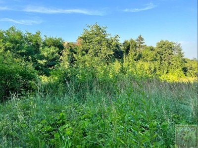 Mosina działka z warunkami zabudowy przy Wielkopolskim Parku Narodowym - Mosina  -
wielkopolskie Zdjęcie nr 3