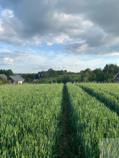 Poznań Morasko Widokowa działka - Morasko  -
wielkopolskie Zdjęcie nr 3