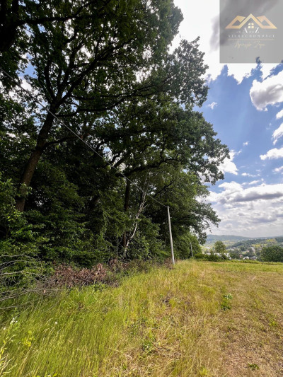 Las mieszany z widokiem na góry - Olszyny  -
małopolskie Zdjęcie nr 3