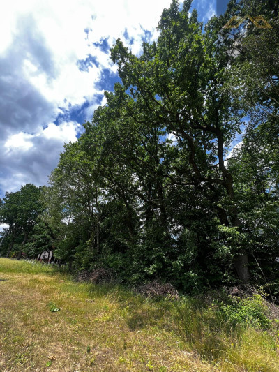 Las mieszany z widokiem na góry - Olszyny  -
małopolskie Zdjęcie nr 5