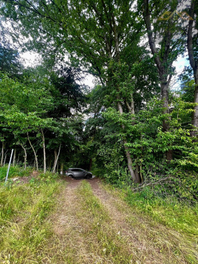 Las mieszany z widokiem na góry - Olszyny  -
małopolskie Zdjęcie nr 6