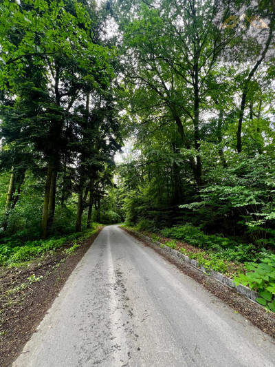 Las mieszany z widokiem na góry - Olszyny  -
małopolskie Zdjęcie nr 8