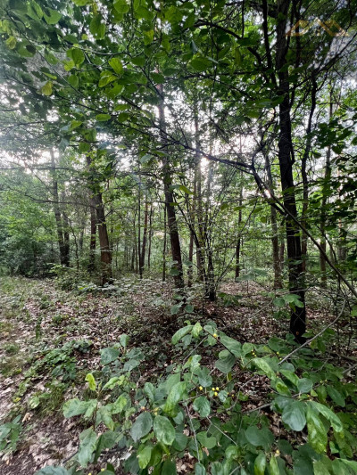 Stary las mieszany - Perła  -
małopolskie Zdjęcie nr 2