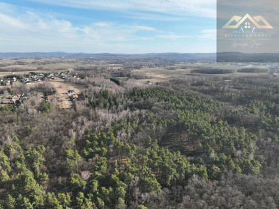 Stary las mieszany - Perła  -
małopolskie Zdjęcie nr 3