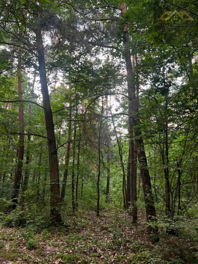 Stary las mieszany - Perła  -
małopolskie Zdjęcie nr 4