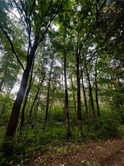 Stary las mieszany - Perła  -
małopolskie Zdjęcie nr 5