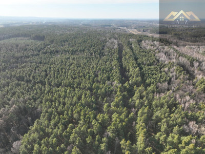 Stary las mieszany - Perła  -
małopolskie Zdjęcie nr 6