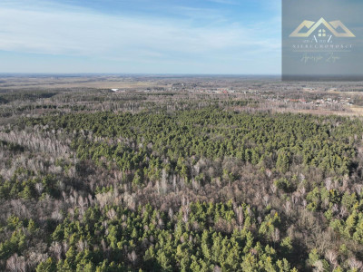 Stary las mieszany - Perła  -
małopolskie Zdjęcie nr 7