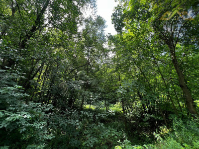 Działka rolno-budowlana z własnym lasem - Milówka  -
małopolskie Zdjęcie nr 3