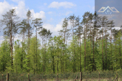 Teren leśny 416 arów w Woli Rzędzińskiej - Wola Rzędzińska  - małopolskie