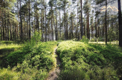 Teren leśny 416 arów w Woli Rzędzińskiej - Wola Rzędzińska  -
małopolskie Zdjęcie nr 2