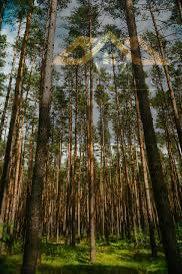 Teren leśny 416 arów w Woli Rzędzińskiej - Wola Rzędzińska  -
małopolskie Zdjęcie nr 3