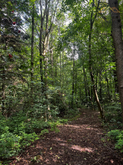 Działka z wydanymi WZ prywatny las bez prowizji - Milówka  -
małopolskie Zdjęcie nr 5