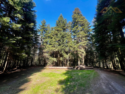 Twój własny las iglasty - Czermna  - małopolskie