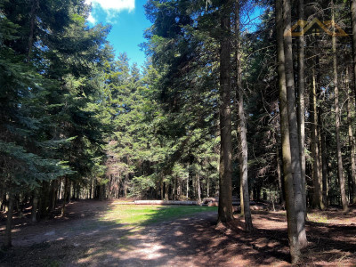 Twój własny las iglasty - Czermna  -
małopolskie Zdjęcie nr 2