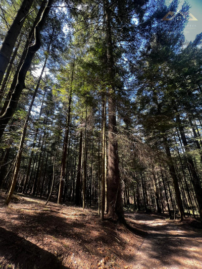 Twój własny las iglasty - Czermna  -
małopolskie Zdjęcie nr 3