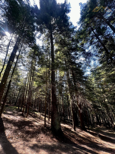 Twój własny las iglasty - Czermna  -
małopolskie Zdjęcie nr 4