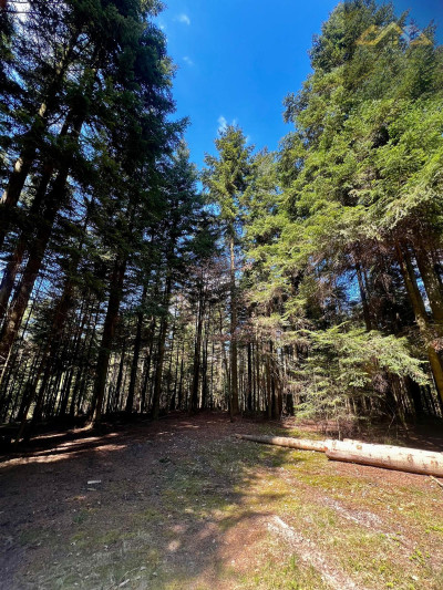 Twój własny las iglasty - Czermna  -
małopolskie Zdjęcie nr 5