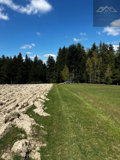 Twój własny las iglasty - Czermna  -
małopolskie Zdjęcie nr 6