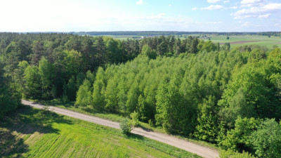 Super okazja - las w Starym Cydzynie w super cenie - Stary Cydzyn  - podlaskie