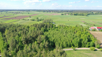 Super okazja - las w Starym Cydzynie w super cenie - Stary Cydzyn  -
podlaskie Zdjęcie nr 2