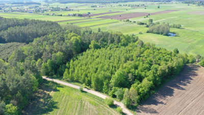 Super okazja - las w Starym Cydzynie w super cenie - Stary Cydzyn  -
podlaskie Zdjęcie nr 4