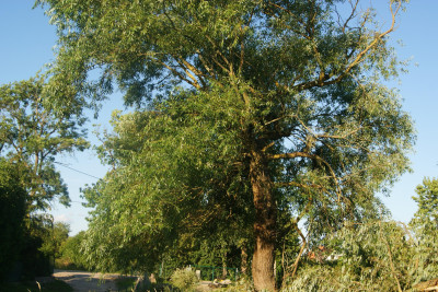 Zostań Lordem Kozłowa  Działka na Mazurach Czeka na Ciebie - Kozłowo  -
warmińsko-mazurskie Zdjęcie nr 6